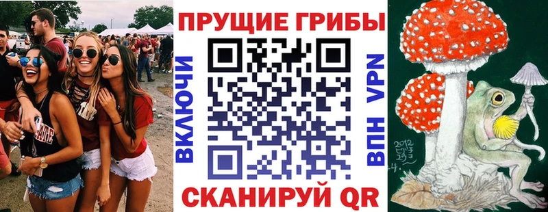 Псилоцибиновые грибы Psilocybe  Купить закладки  Лодейное Поле 